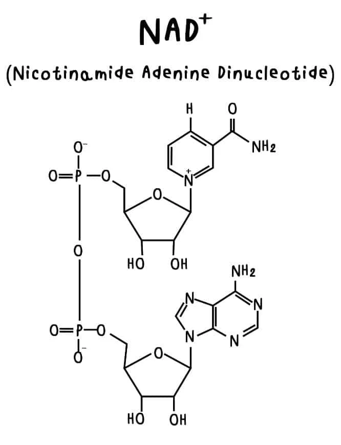 image depicting the chemical structure of NAD+ Nicotinamide Adenine Dinucleotide