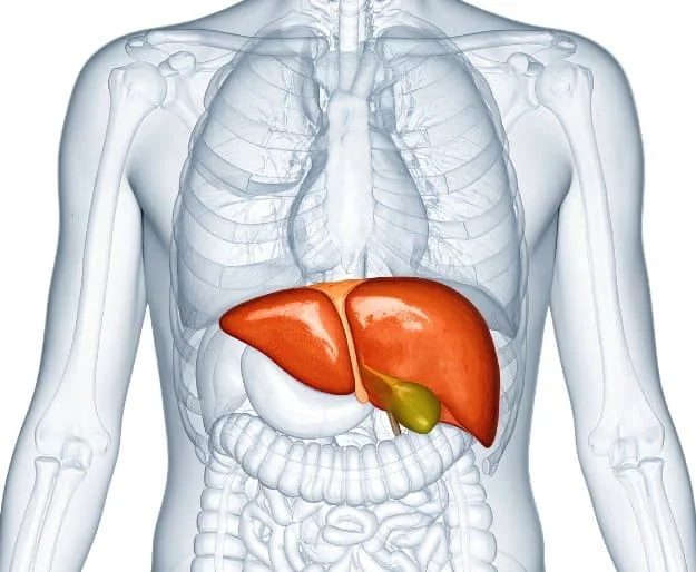 Image of a man's liver for the blog post on The 6 Silent Killers Men Ignore.