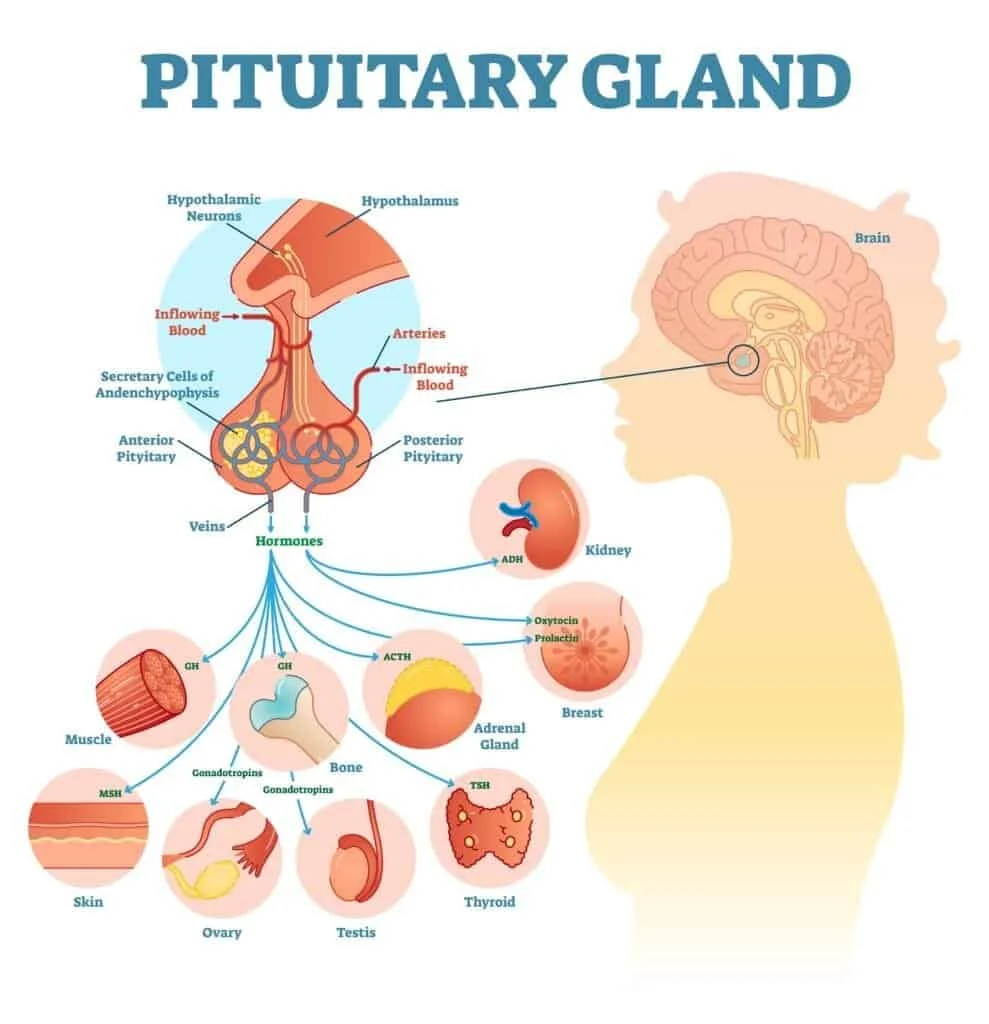 Illustration of the Pituitary Gland