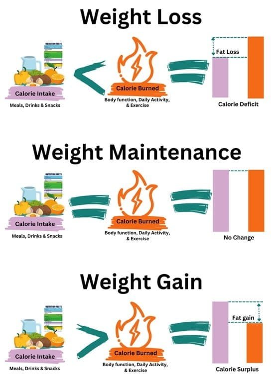 The science behind weight loss and weight management. Calorie intake, calories burned, calorie deficit, calorie surplus, or maintain weight