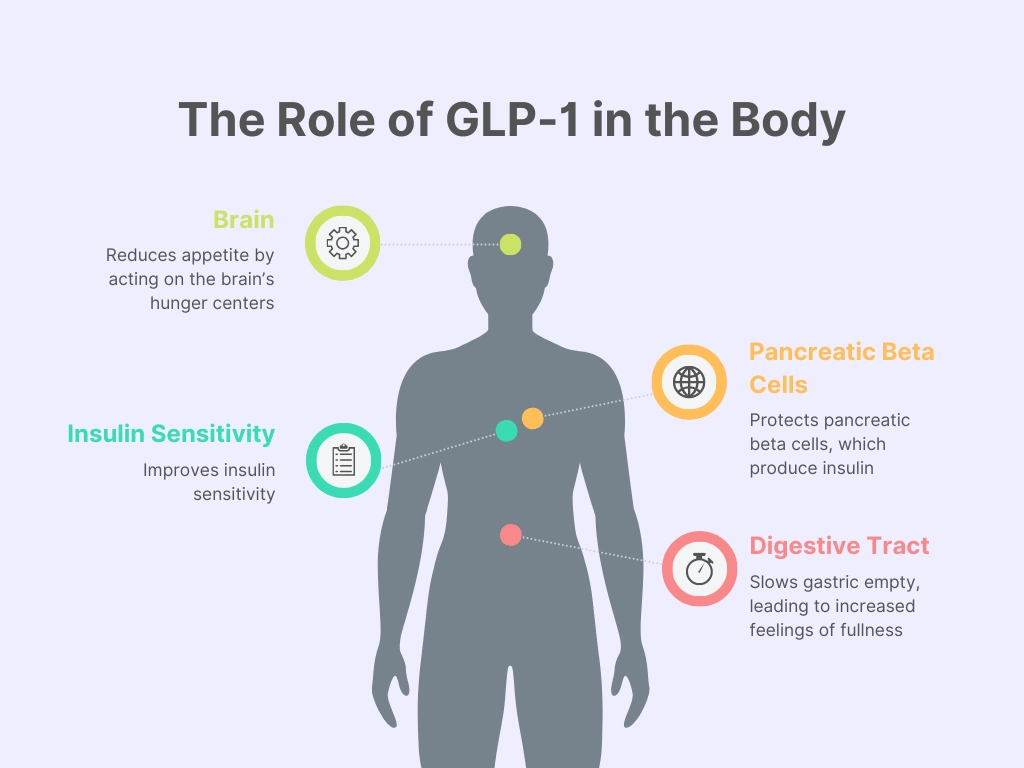 a simple diagram of the human digestive system, highlighting where GLP-1 is produced and its effects on different organs.