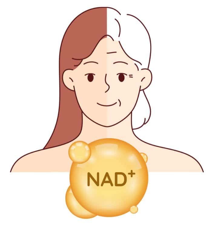 Illustration representing NAD+ and anti-aging