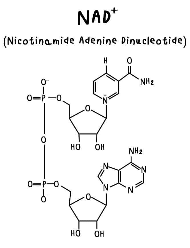 image depicting the chemical structure of NAD+ Nicotinamide Adenine Dinucleotide