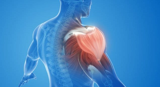 Image composite of shoulder tissues for the blog post on peptides for joint pain in athletes