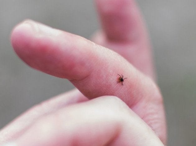 Photo of a tick on a man's finger for the article on how to navigate tick season 2026